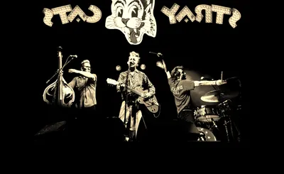 Stray Cats